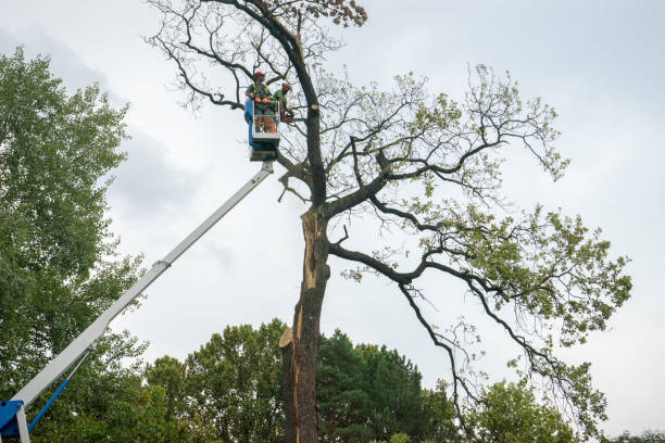 Emergency Storm Tree Removal in Oak Ridge, TN